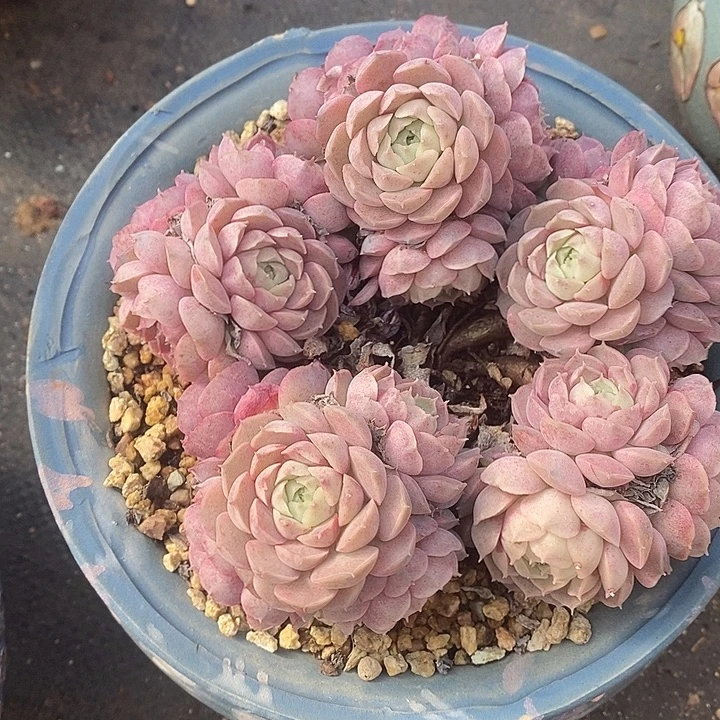 @***萱胭脂精品多肉88888