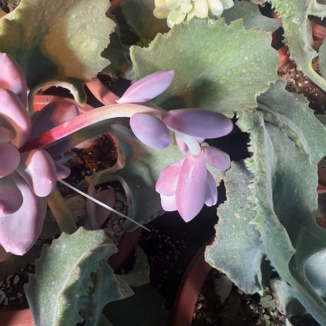 一***坏多肉植物多肉植物