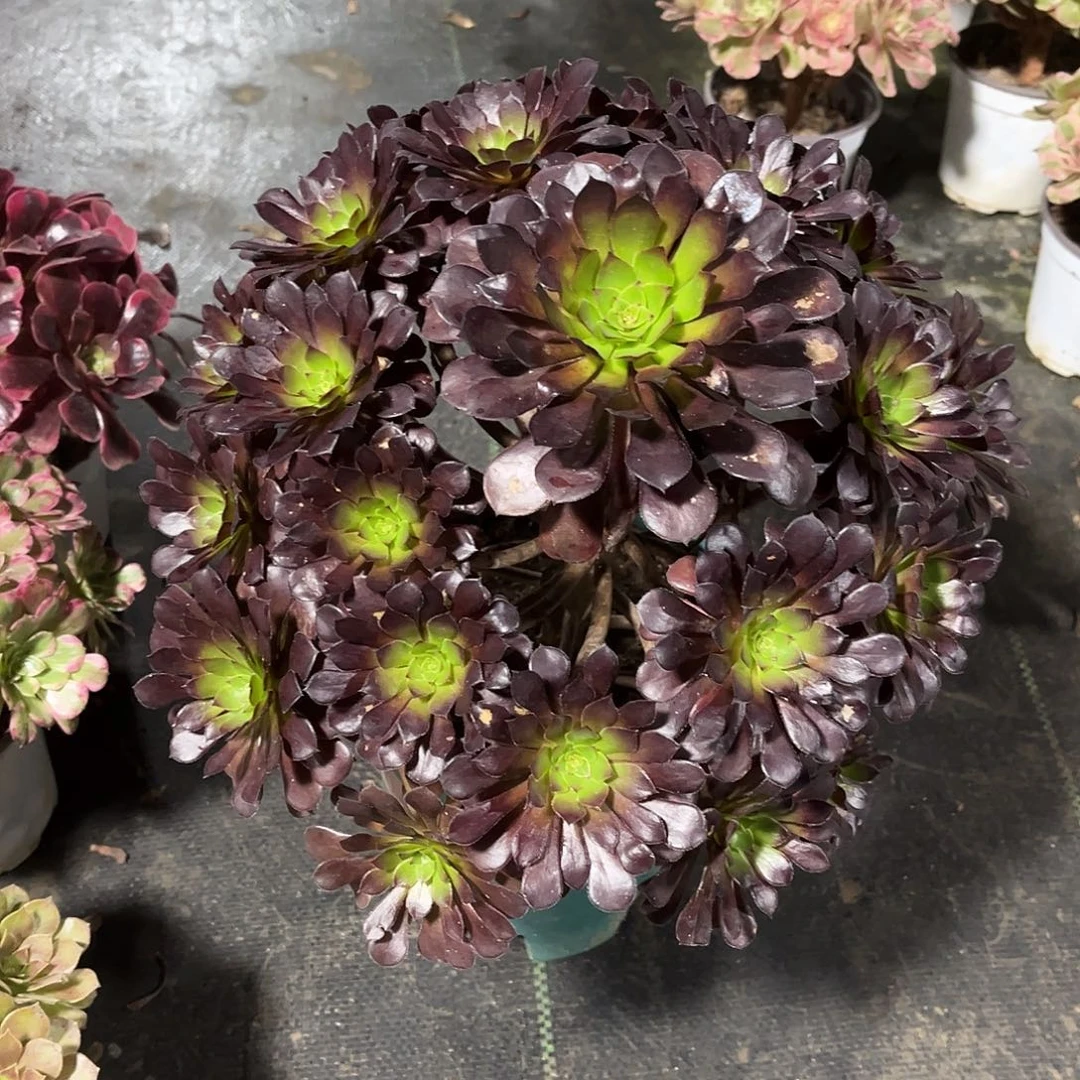 黑铜壶法师漂亮漂亮