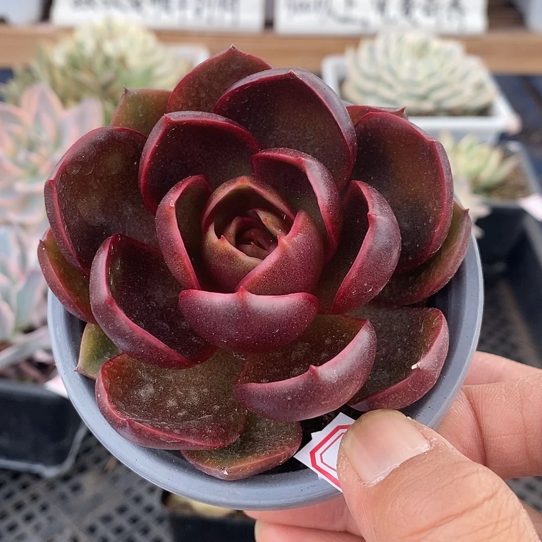 15226 红灯多肉植物