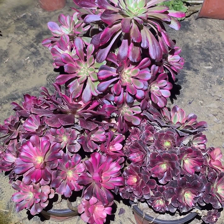 多肉植物断枝不包342法师3颗