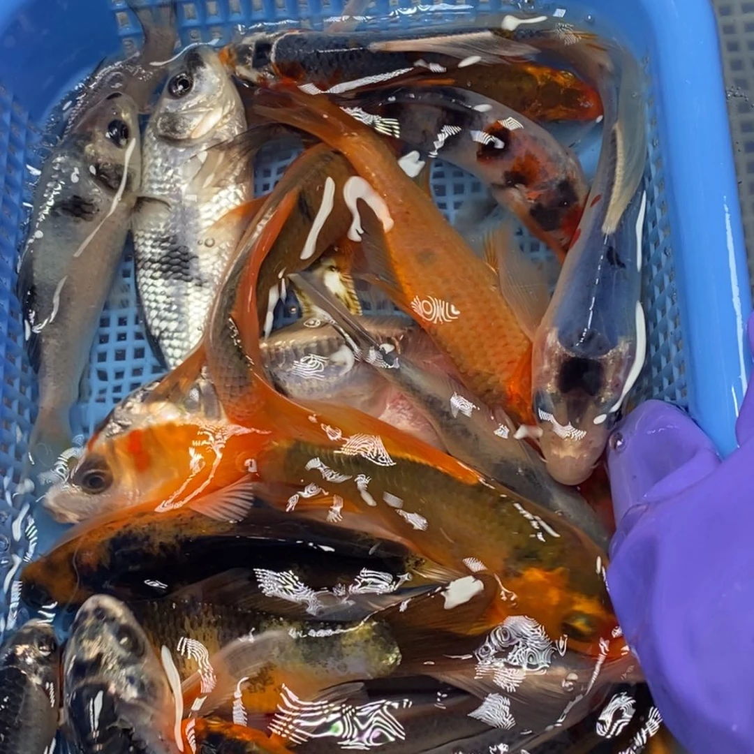 锦鲤冷水锦鲤包邮