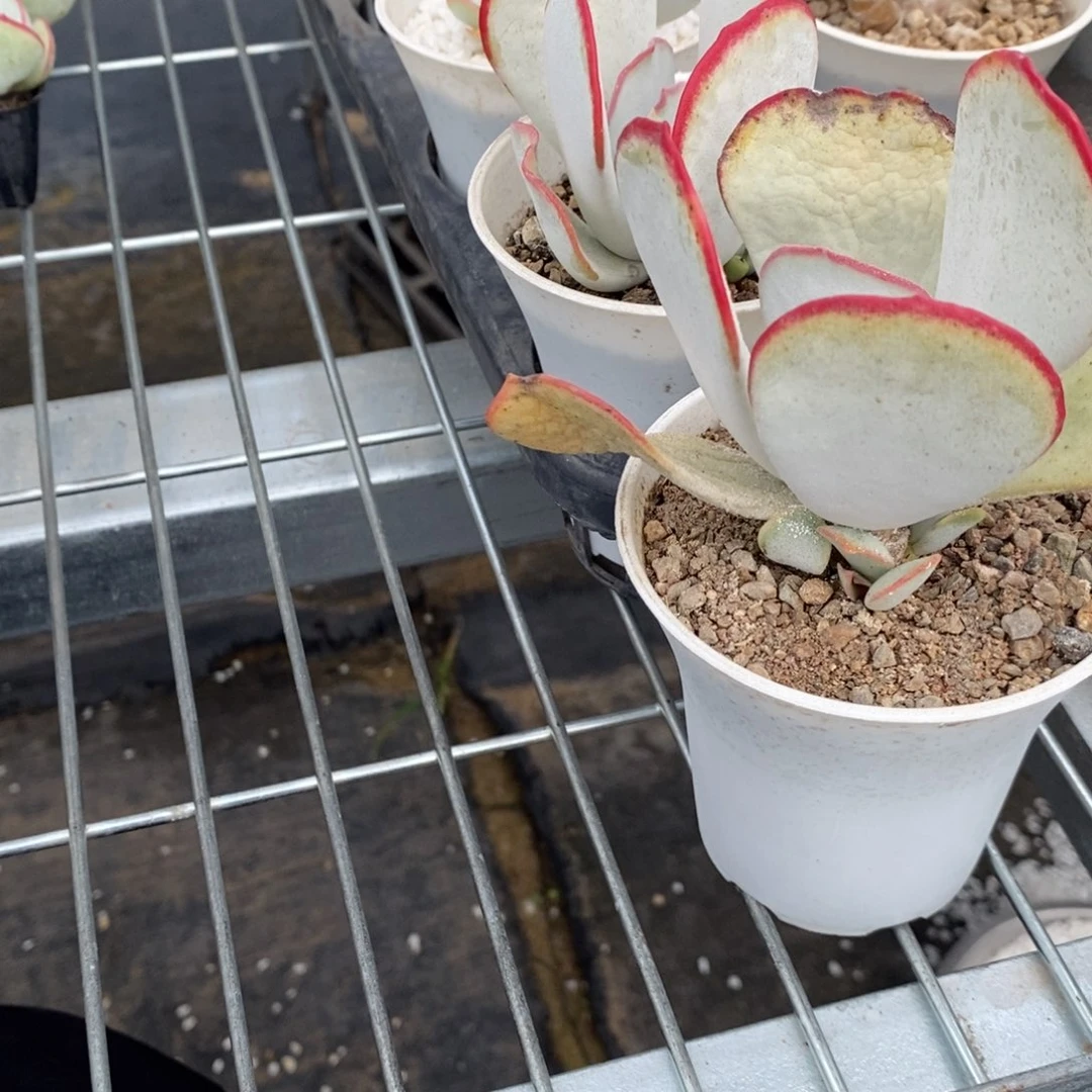 【闪购商品】樱****?正版白眉