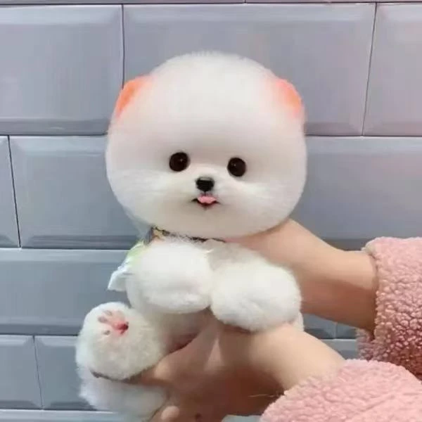 【琪琪家的博美】活体狗狗