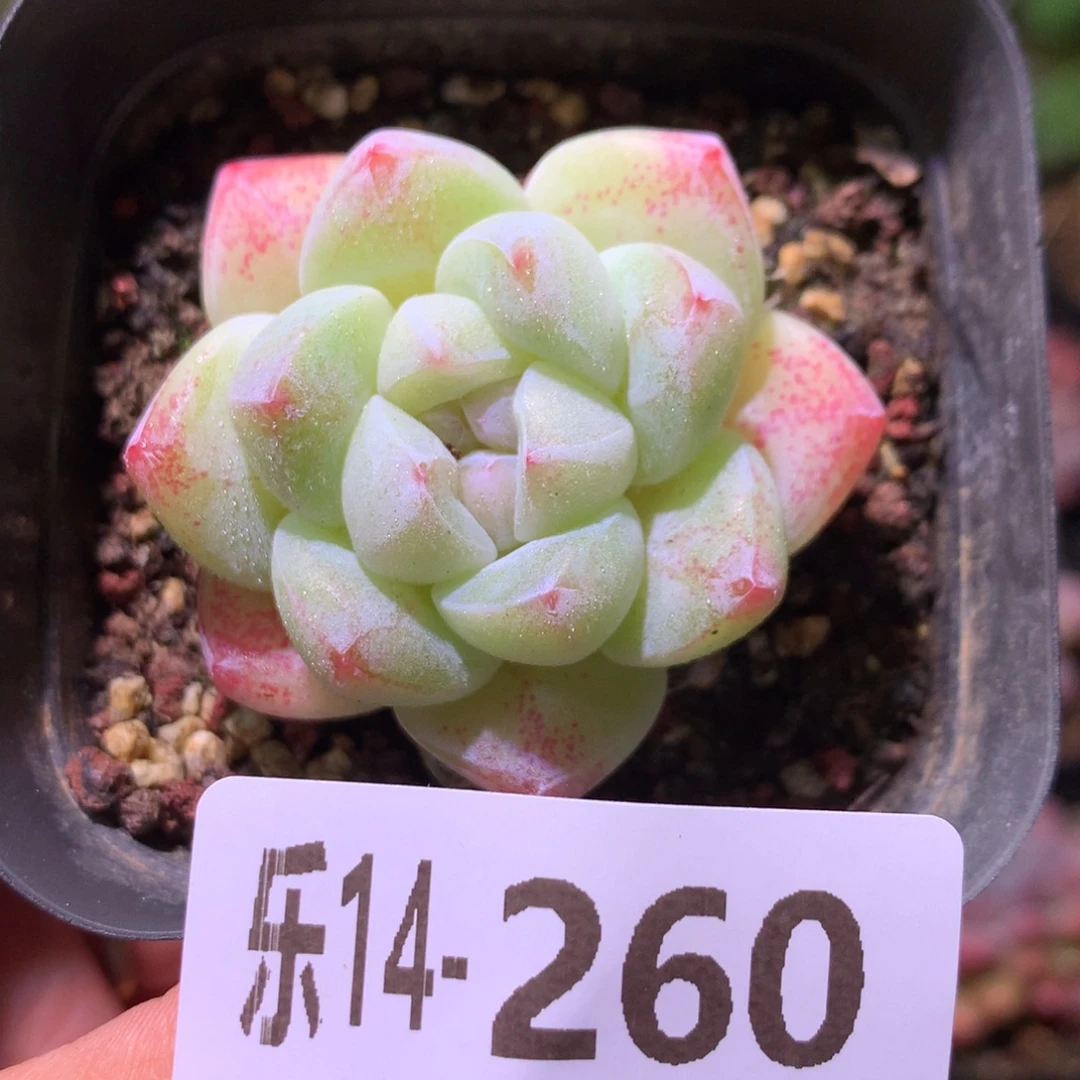 乐然14-260 冰玉