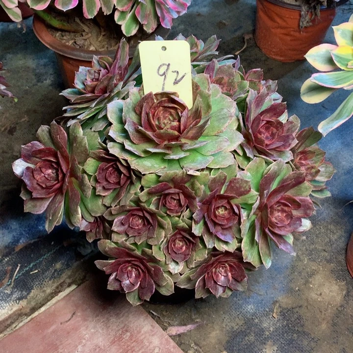 92红丝绒多肉一物一拍