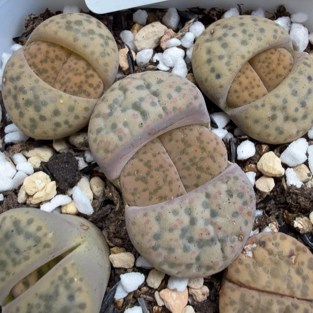 你不去上班呀么啊116我