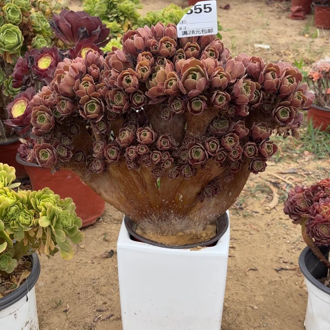 655玫瑰朵朵缀多肉植物