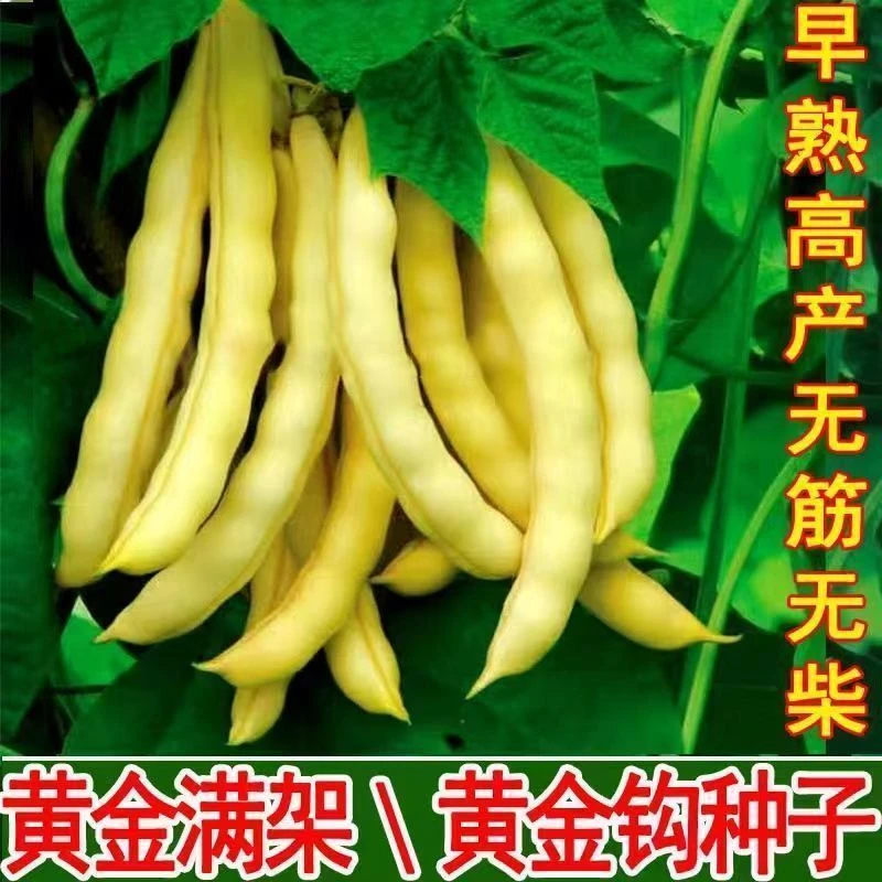 【当季新种】黄金钩架豆种子黄金勾东北油豆角籽无筋无柴黄色高蔬菜