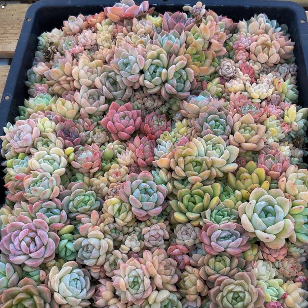 397多肉菜市场里都能吃的