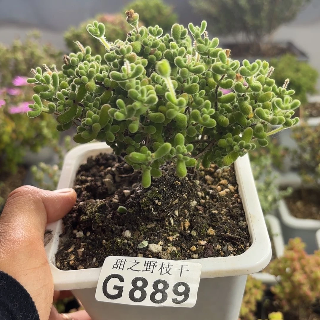 889小星星枝干番杏