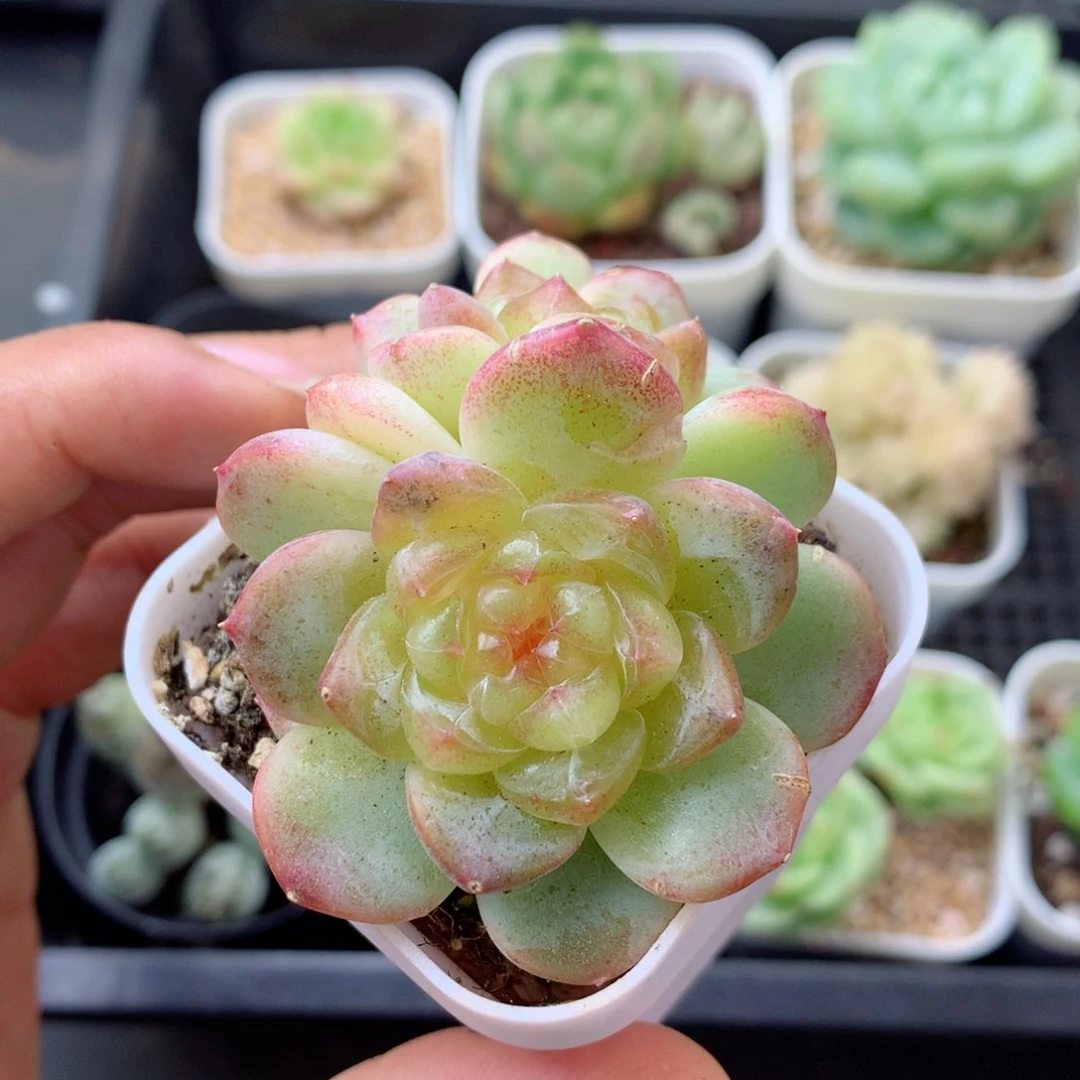 58包邮  群生不包整 102