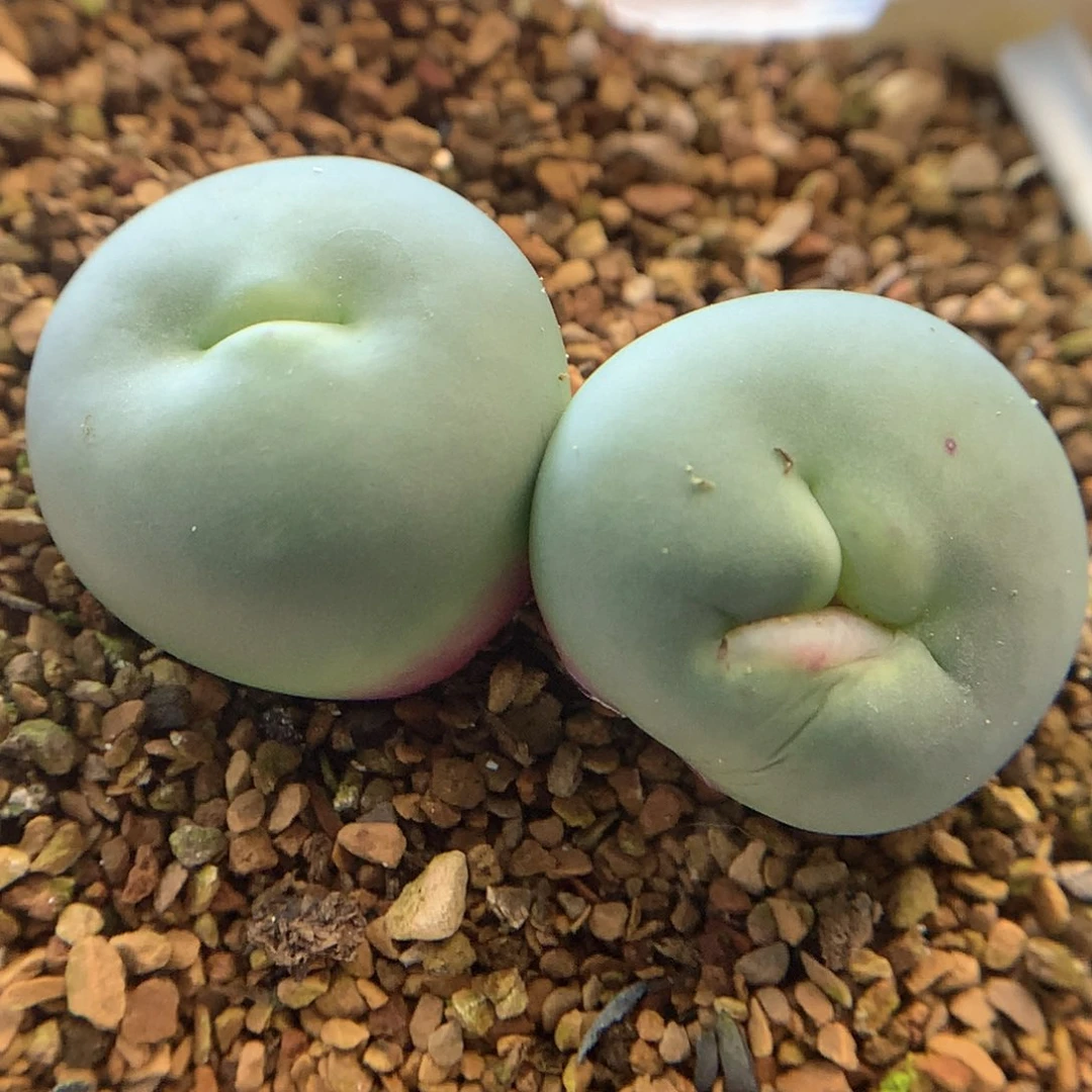 大型怪可爱 肉锥植物