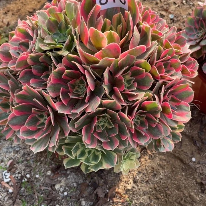 完全开放810多肉植物女妖