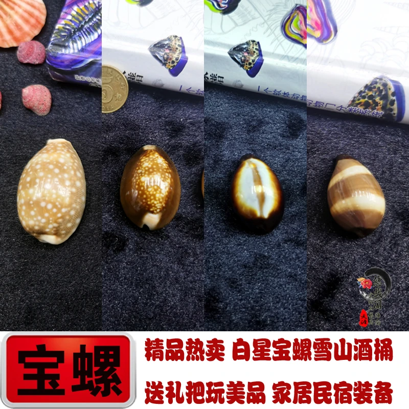 白星宝螺雪山宝螺玛瑙宝螺酒桶宝螺海螺贝壳鱼缸造景橱窗装饰设计