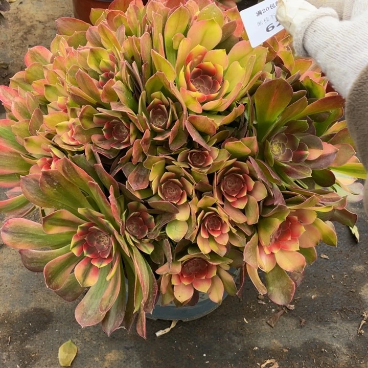 62香妃法师多肉断枝不售后