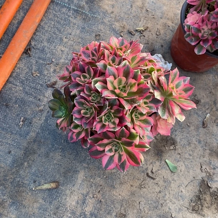 粉女巫19多肉植物法师的