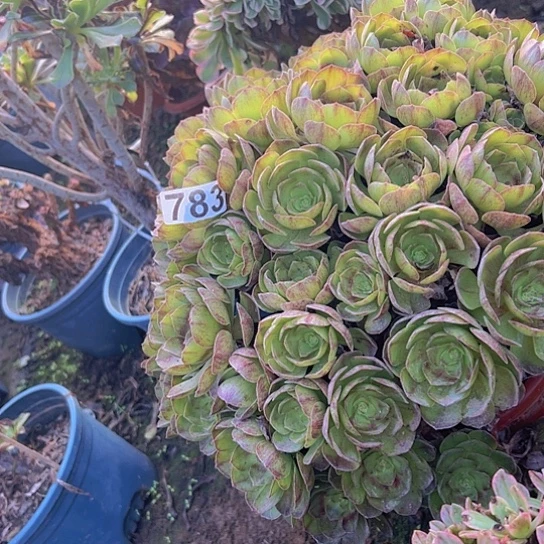 健***娘多肉植物一个沙拉碗
