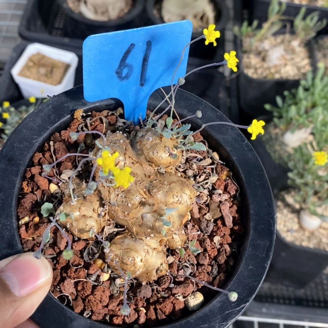 格加后墩菊多肉植物