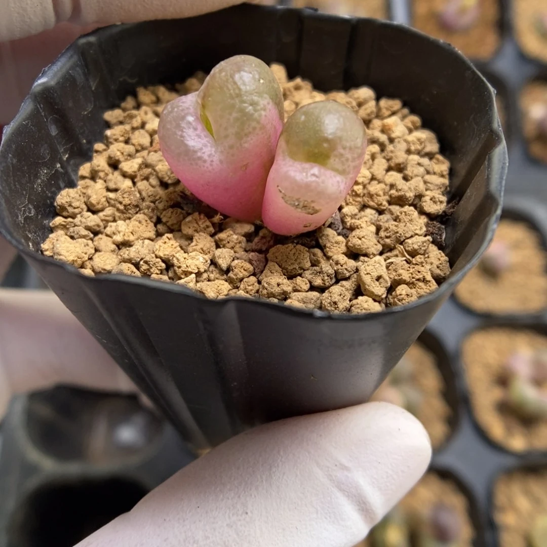 多肉植物肉锥杂交K-4355 风铃杂 锦