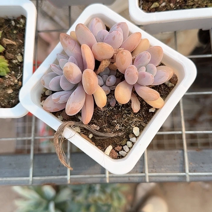 青蛙王子儿童牙膏111