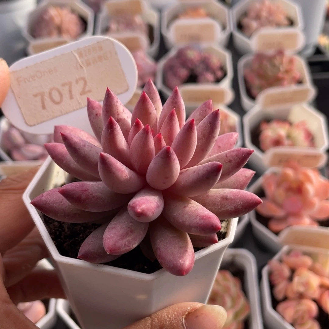 金鱼姬7072-7.0厘米