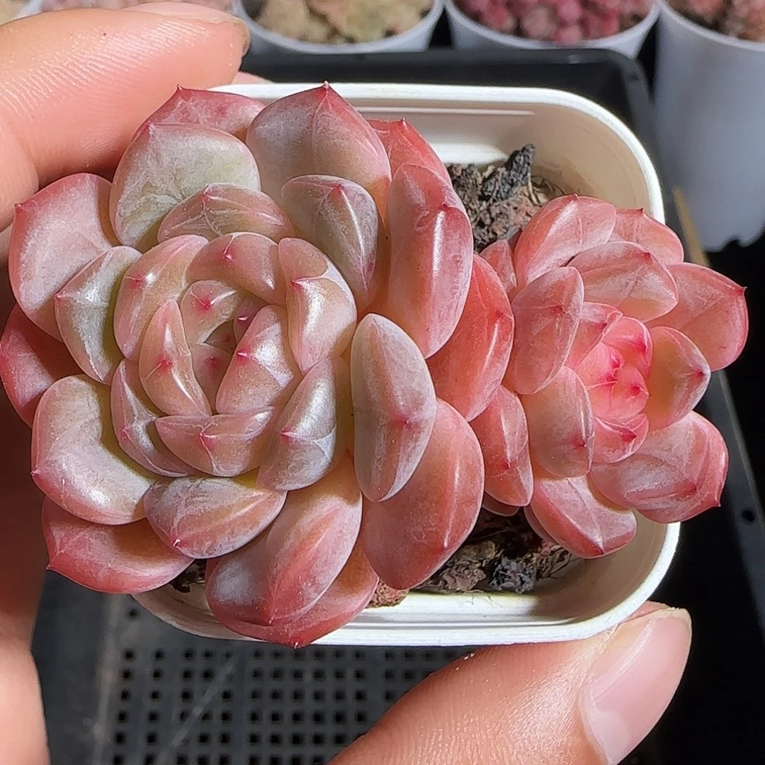 多肉1219-192糖心糖心