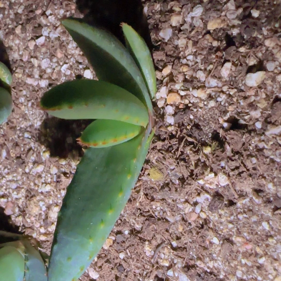 块根植物块根植物
