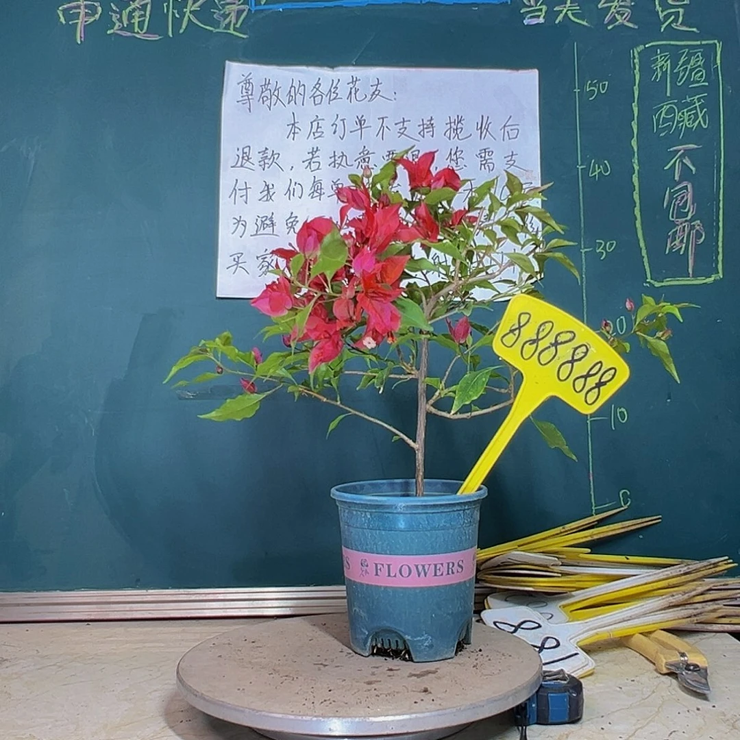 当前无花栽培后可以开花紫桑巴 888888