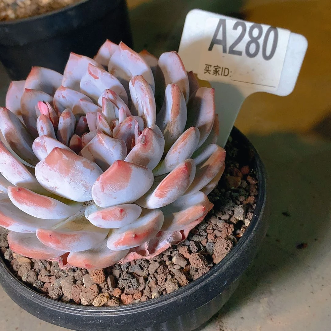 单头橙梦露一物一拍A280