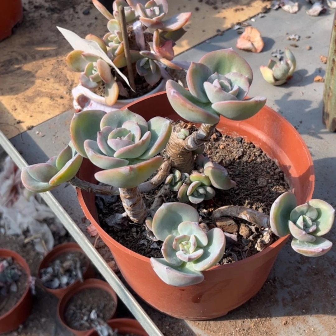 【闪购商品】无花朵月**泉