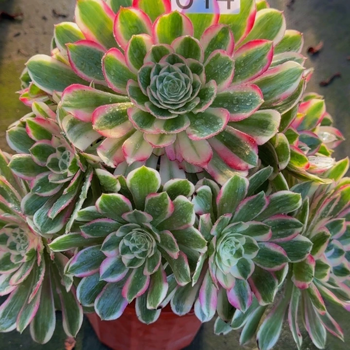 无花朵000000000000814孔雀翎