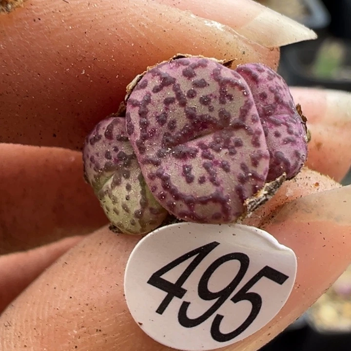 495号1111点的1111111