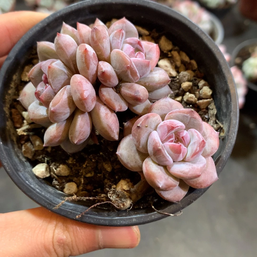 散的哈哈哈哈哈哈哈哈哈