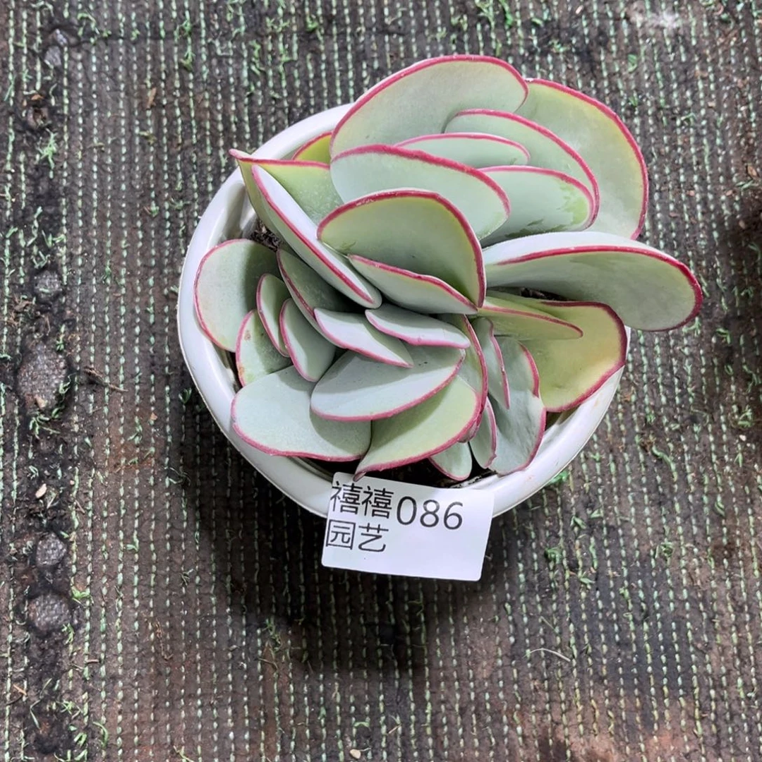 呼***吸086白眉多肉植物～