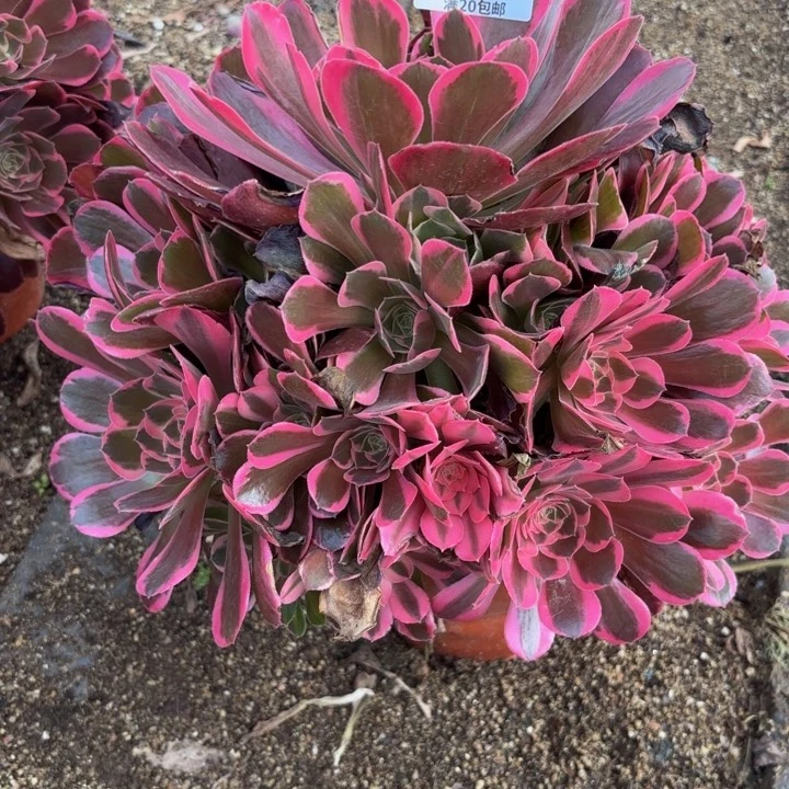 天*瑞妈多肉植物是428