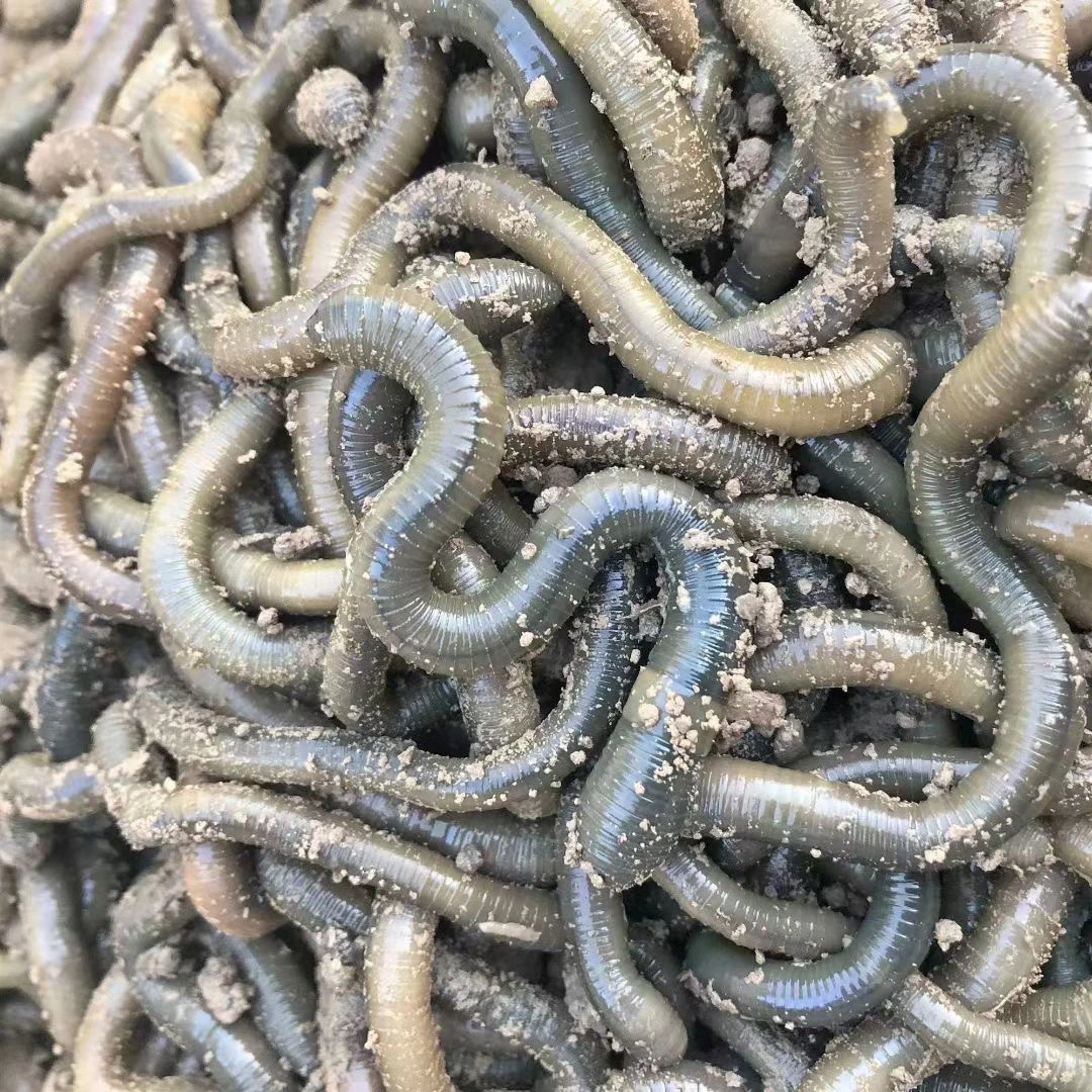 鲜活黑蚯蚓青蚯蚓通货活体钓黄鳝野钓鱼饵顺丰包邮