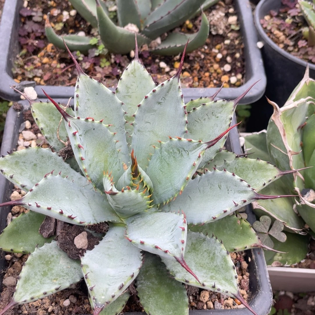 无花朵曲刺芭蕾龙舌兰