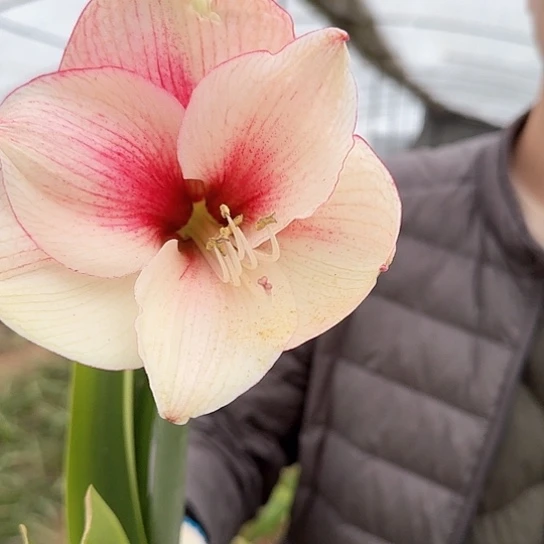 杂交开花主球8厘米 剪花剪叶发货