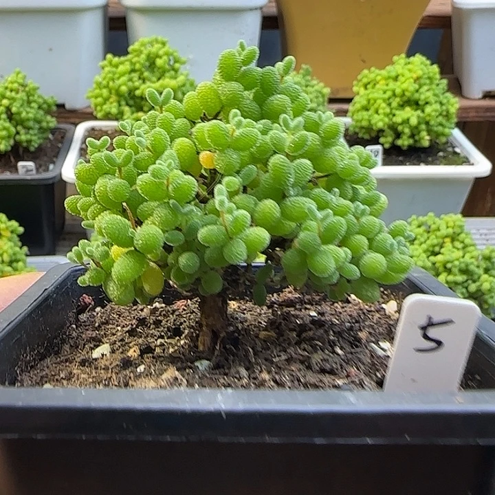 金桔糖球一物一拍