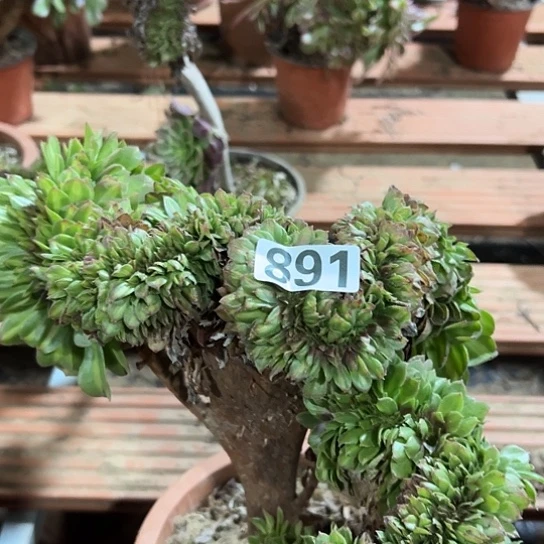 忆***多肉植物一个抹茶891