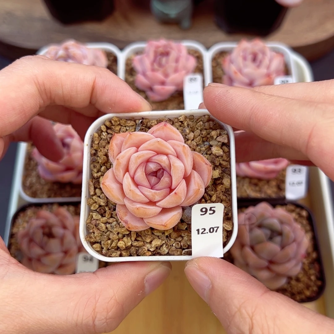 好好看95、哈哈哈哈哈