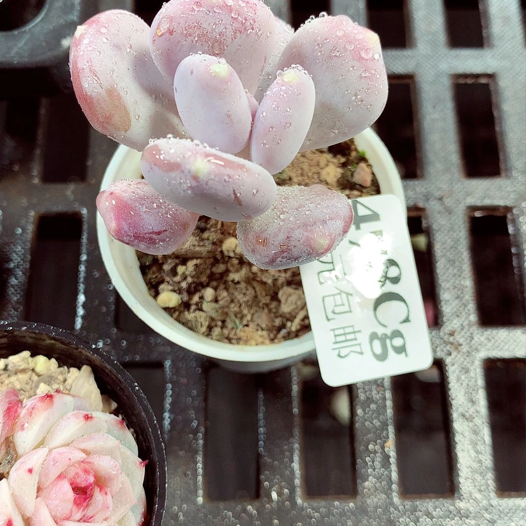 5厘米盆精控多肉478