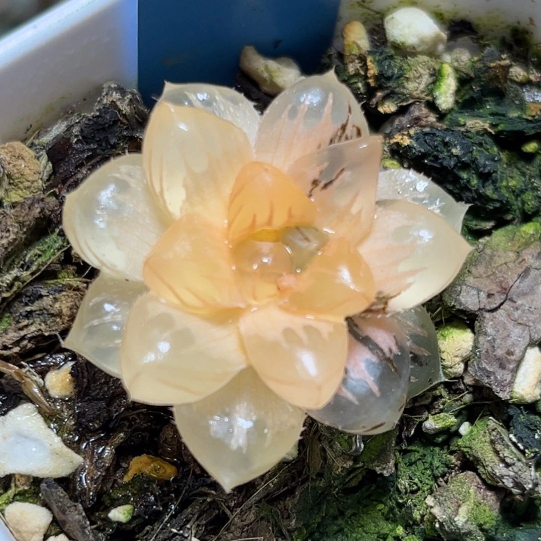 恭喜发财大吉大利996