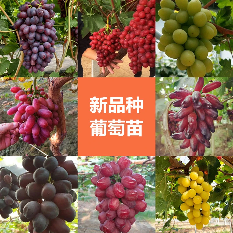 【主播推荐】阳光玫瑰玫瑰香妮娜皇后葡萄苗新品种盆栽南方北方种植