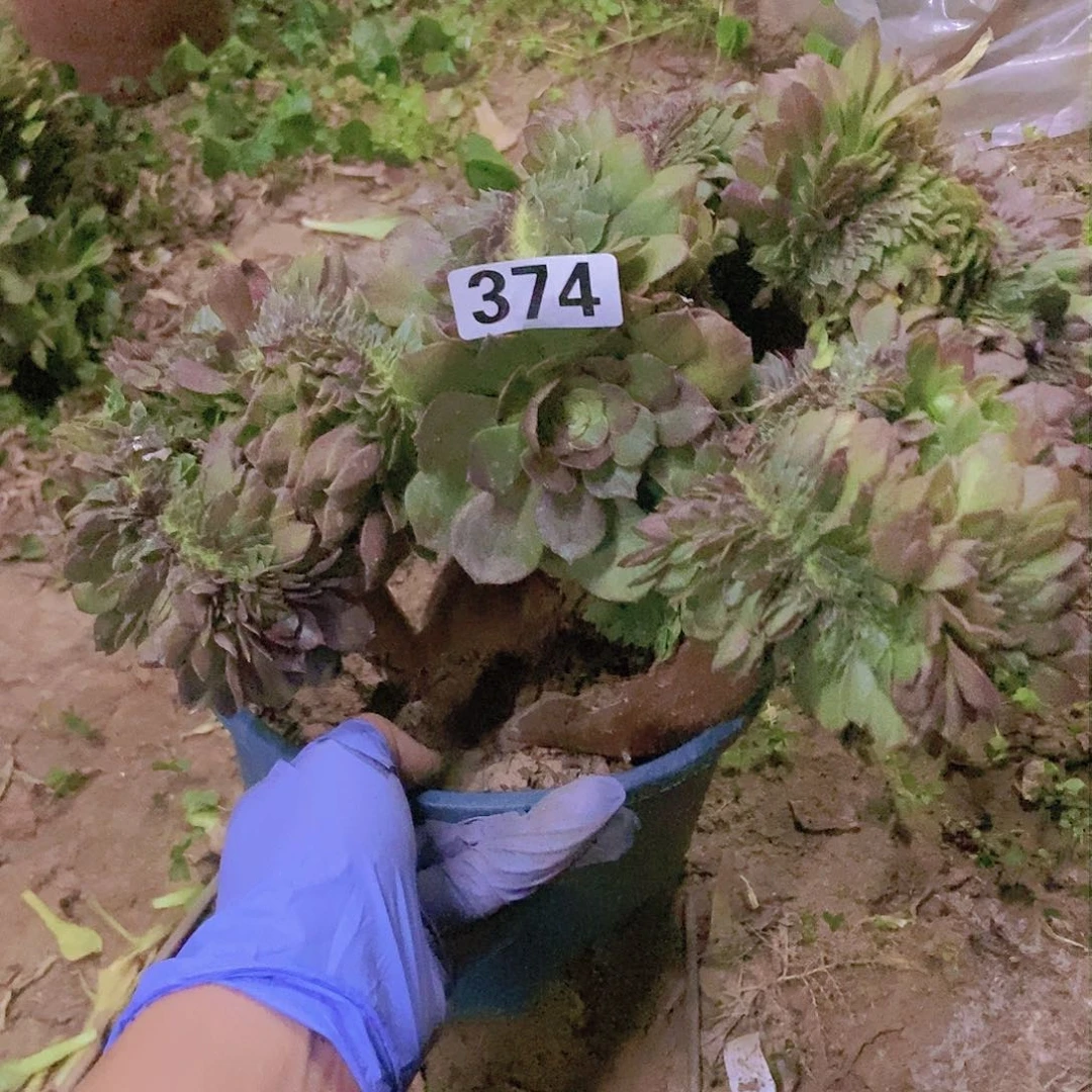 374万缀老板子法师缀老