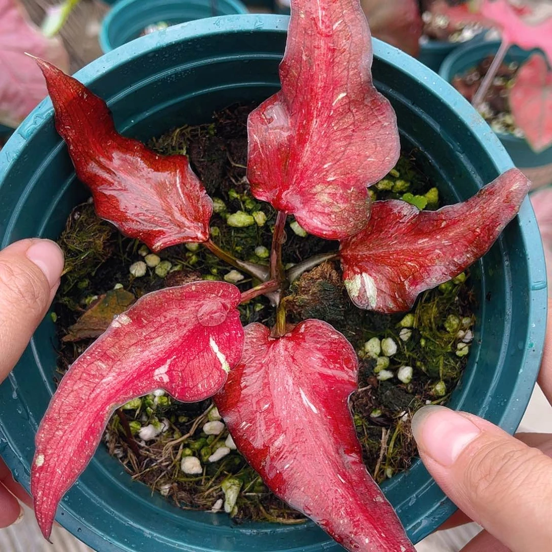 完全开放泰彩一物一拍419