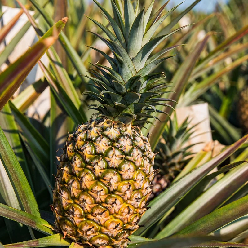 【普通装】海南金钻凤梨现摘现发应季水果老少皆宜坏果包赔25年c0