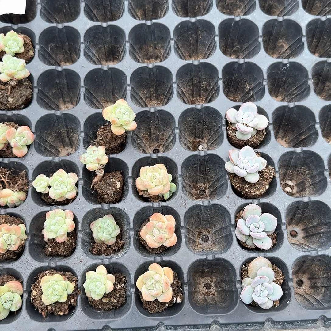 禾仙一物一拍专拍