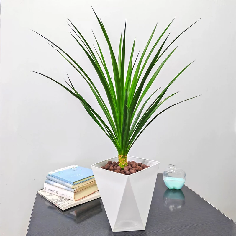 网红龙血树室内客厅办公室书房摆放美化环境绿植盆栽观赏植物